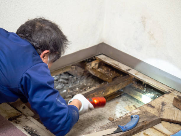 Reliable New Baltimore, OH Mold Remediation Solutions