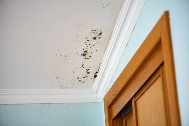 Best Residential Mold Remediation in New Baltimore, OH
