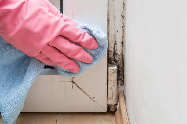 Best Basement Mold Remediation in New Baltimore, OH