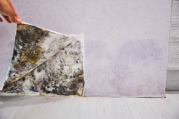 Best Attic Mold Remediation in New Baltimore, OH